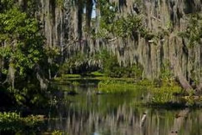 Florida Employment Non Competes Swampy
