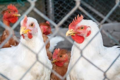 chickens in cages, usda, poultry practice