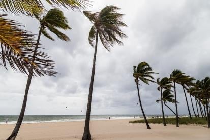 palms, hurricane, florida