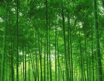green trees, biobased economy, illinois