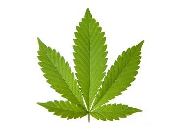 marijuana leaf, new york, oath