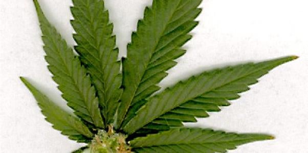 marijuana leaf, canada, uscis