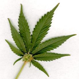 marijuana, california