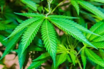 marijuana leaf recreational cannabis use legalized in Connecticut