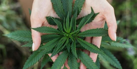 marijuana plant, california, financing