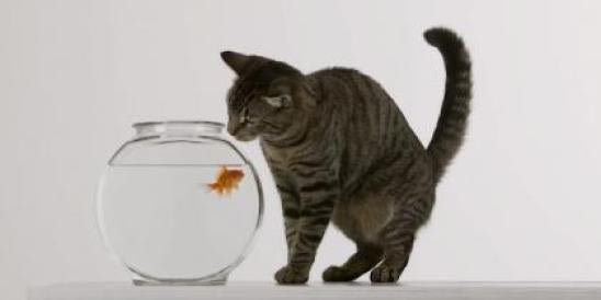 Cat and goldfish