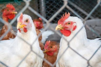 DOJ Orders $85 Million Fine For Poultry Wage Suppression