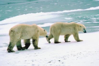 Polar Bears Endangered Species Act