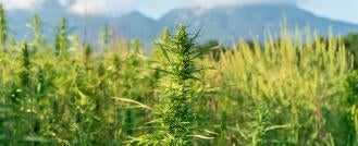 State attorneys general clarification on hemp product prohibition