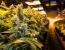 Ohio Legalizes Adult Recreational Marijuana Use