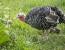 New Share Repurchase Rule Delayed Biden pardons turkeys