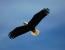 Incidental Take of Eagles from FWS