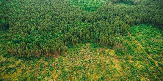 European Union New Deforestation Regulation