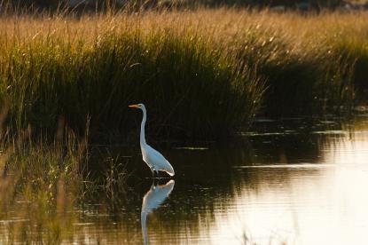 Supreme Court Review EPA Scope Federal Jurisdiction Remote Wetlands